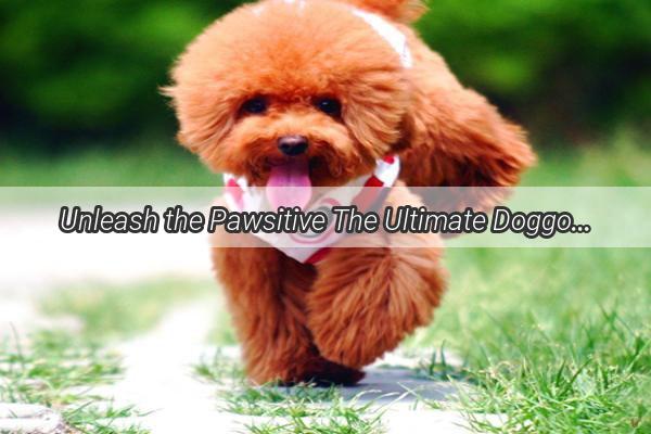 Unleash the Pawsitive The Ultimate Doggo Directory to Navigate the Canine World